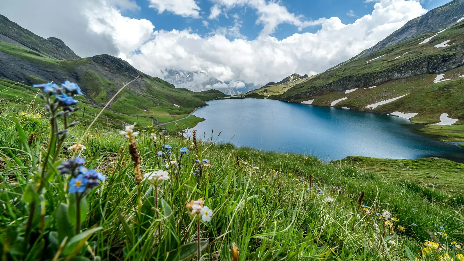 An Alpine lake below green slopes, wildflowers in the foreground